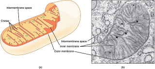 Illustration for article titled How Do Cells Manage To Obey The Laws of Physics?